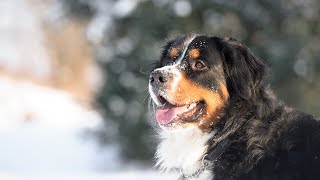 Training Tips for Bernese Mountain Dogs [upl. by Larimer52]