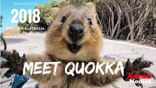 Quokka The happiest animal in the world Meet Quokka [upl. by Aihtniroc]