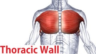 Muscles of the Thoracic Wall  Chest Muscles Anatomy [upl. by Esinehc]