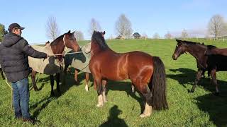 Mapperley Stud Teaser Stallions [upl. by Hessney]