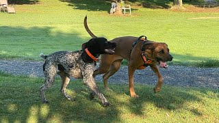 Woody the German short haired pointer and Peaches the wonder pup Rhodesian Ridgeback running [upl. by Leoine135]