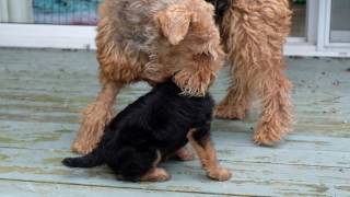 AIREDALE PUPPIES FIRST DAY OUTSIDE [upl. by Enerod]