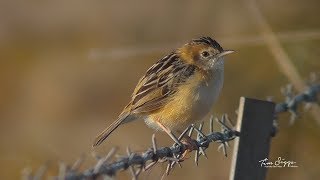 Golden headed Cisticola Cisticola exilis Hd Video clip11 Australian Bird Media [upl. by Akcinat]