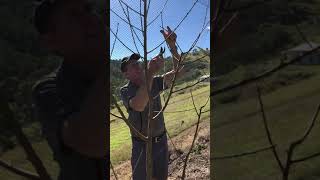 PlantNetWinter pruning young stone fruit trees [upl. by Assener18]