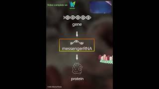 De ADN a Proteínas así funciona la Transcripción y la Traducción  WillDiv shorts [upl. by Jews]