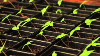 Transplanting Seedlings for the Market [upl. by Adiuqram822]