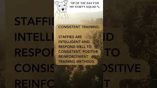 Staffy Dog Training Tip of the Day [upl. by Andersen691]