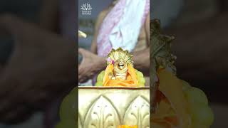 Grand Abhishek of Narasimha Dev on Narasimha Chaturdashi 2024 in ISKCON Varanasi l narsimha [upl. by Ocsirf]