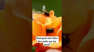 Les abeilles ont des poils sur les yeux abeille abeilles [upl. by Girardo]