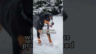 Entlebucher Mountain Dog from Switzerland mountaindog dogs swiss [upl. by Close]