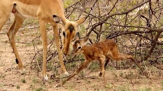 Baby Impala Learns To Walk [upl. by Kcir]