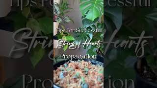 String of hearts propagation tips  Cycle of Plant  Propagation Tips [upl. by Swift]