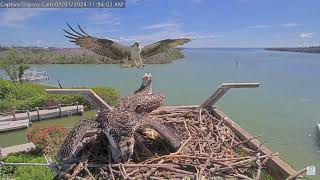 Ding and Darling defend the nest from a male intruder [upl. by Ahtnicaj]