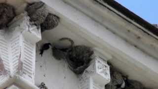 Lastun de casa  Delichon urbicum House Martin [upl. by Aimekahs597]