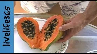 How toEat a Papaya [upl. by Alcina275]