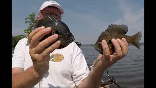 Reelfoot Lake Slab Bluegill [upl. by Laubin136]