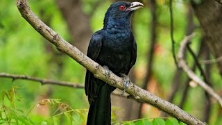 Cuckoo bird  Koyal Bird कोयल [upl. by Nottnerb]