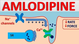 Amlodipine 5mg  Mechanism side effects interactions and uses [upl. by Alvar]