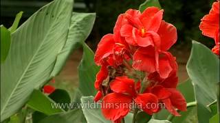 Colorful canna lilies in Lalbagh Gardens Bangalore [upl. by Mcclees645]