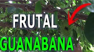 Como reproducir y fertilizar el arbol frutal de Guanábana Guanábano Catuche Catoche [upl. by Anilas]