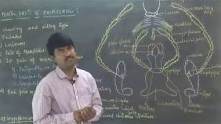 Mouth Parts of Cockroach by Thirupathi Reddy [upl. by Agnes]