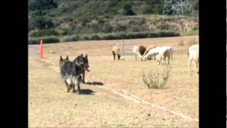 German Shepherd Group Sheep Tending [upl. by Stanislaus593]