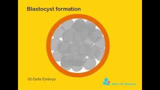 Blastocyst formation [upl. by Nogaem208]