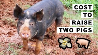 Cost to Raise 2 pigs on 15 Acres 🐖 🐷 [upl. by Novihc]