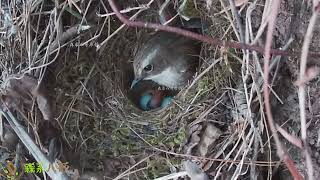 The shrike bird attacks the cuckoo bird and slaughters a nest of birds伯劳鸟袭击杜鹃鸟后续：团灭了一整窝小鸟，刚出生的小鸟也没放过 [upl. by Langdon]