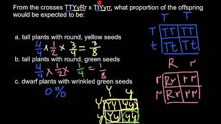 Simple Mendelian probability problem [upl. by Ap]