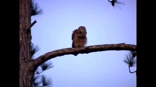 Two Barred Owls Hooting [upl. by Nueormahc]