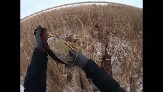 1 First Pheasant South Dakota limit day after 1 week weather delay DISCO quotGet That Birdquot [upl. by Annahsad]