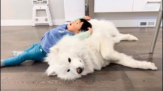 썰매견 사모예드 영하34도 강추위 견디는법 samoyed [upl. by Caines]