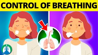 Medullary Respiratory Center Control of Breathing DRGs vs VRGs [upl. by Nevag]