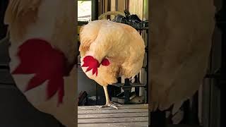 Flossie identifies as a flamingo… 🦩 flamingo funny comedy backyardchickens [upl. by Nessy]