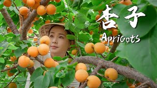 Apricots the unique sweet and sour taste of summer 【滇西小哥】 [upl. by Airekahs]