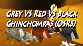 Black VS Red VS Grey Chinchompas Oldschool Runescape [upl. by Rocher]