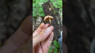 Scurfy twiglet Tubaria furfuracea May Northern Illinois mushroom foraging galnut nature [upl. by Lotsirhc510]