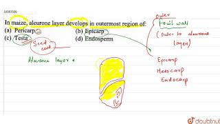 In maize aleurone layer develops in outermost region of [upl. by Lynne]