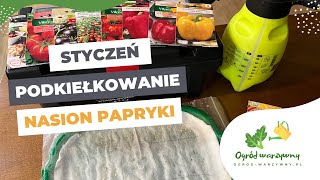 Wysiew papryki w styczniu  Podkiełkowanie nasion papryki i pomidorów [upl. by Dlopoel]