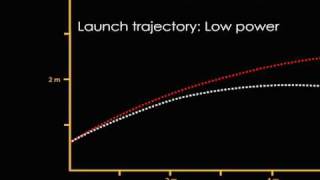 Quadrupedal Launch in Pterosaurs Animation [upl. by Tisdale]