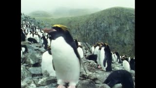 The Life of Macaroni Penguins  Attenborough Life in the Freezer  BBC Earth [upl. by Fredie]