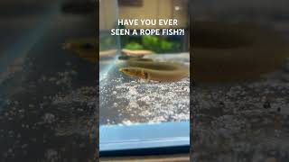 Have you ever seen a rope fish before localfishstore [upl. by Tynan]