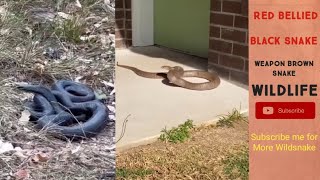 RedBelliedBlacksnake carpetPythonBrownSnake reptiles wildlife animals animalrescue [upl. by Spenser]