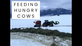 Feeding Cows On A Montana Ranch [upl. by Anamor373]