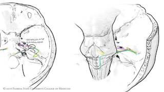 The Facial Nerve CNVII Animated Review [upl. by Myrle]