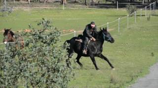 Horse flight instinct Shying Horse bolts NOT Photo Bomb [upl. by Nathanoj]