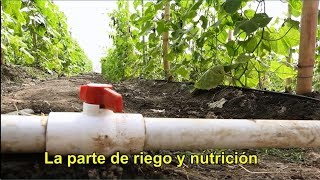 IMPORTANCIA DEL RIEGO Y NUTRICIÓN EN PEPINO PARTENOCÁRPICO [upl. by Isleen687]