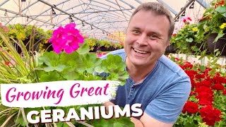 The Easy Way to Grow Great Geraniums [upl. by Ofloda995]