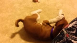 Playful Basenji [upl. by Hank]